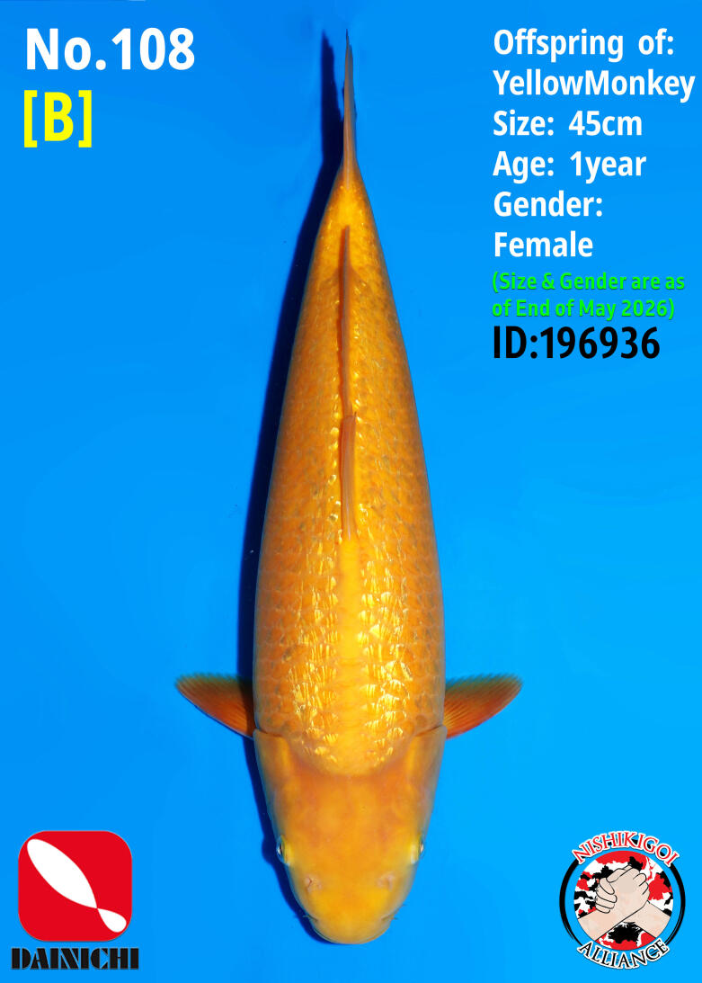 2nd BIG5 TOSAI GROW-OUT AUCTION 2026