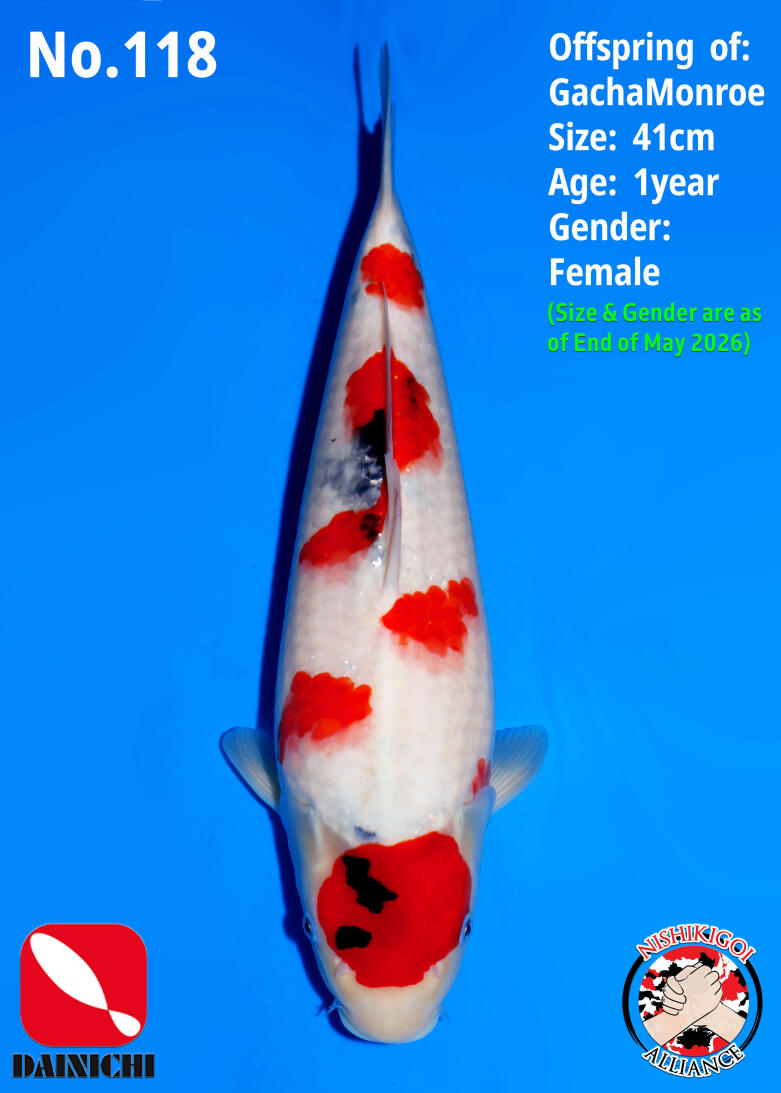 2nd BIG5 TOSAI GROW-OUT AUCTION 2026