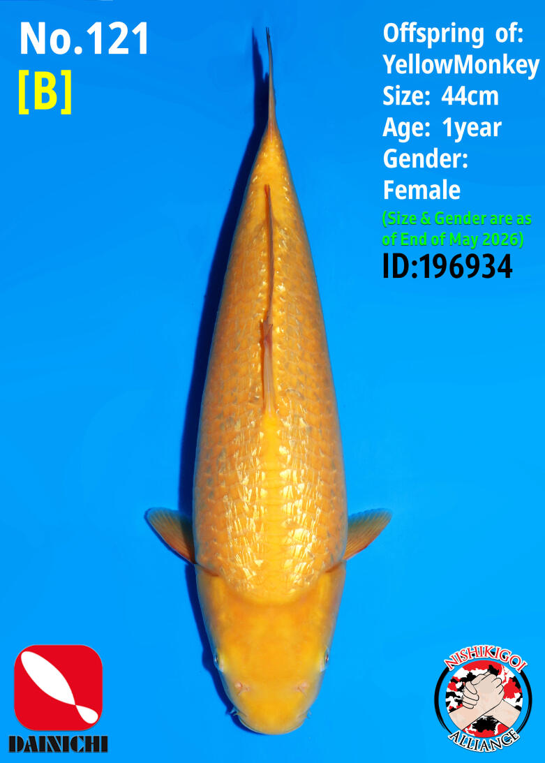 2nd BIG5 TOSAI GROW-OUT AUCTION 2026