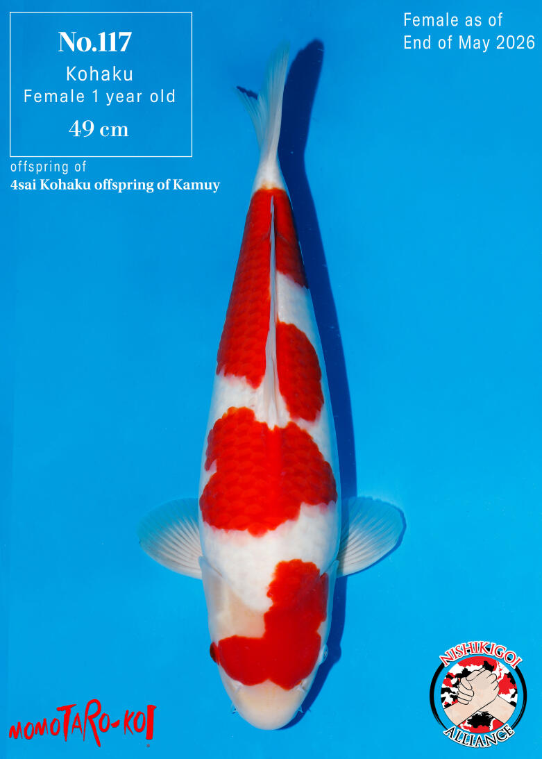 2nd BIG5 TOSAI GROW-OUT AUCTION 2026