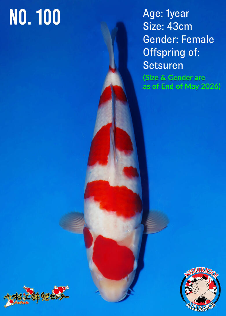 2nd BIG5 TOSAI GROW-OUT AUCTION 2026